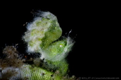 G R E E N 
Green algae shrimp (Phycocaris sp.)
Tulamben... by Irwin Ang 